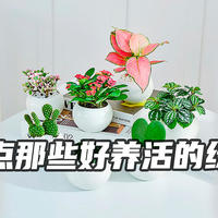 大城市出租屋绿植推荐，好养活