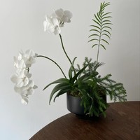 植物组合新玩法：南洋杉、铁树与白天鹅蝴蝶兰