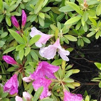 这种植物很好养~锦绣杜鹃，映山红组，下雨🌧也可以盛开的🌺花。