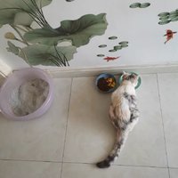 10斤猫砂大概能用多久？多长时间换 猫咪酱