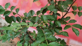 这株花椒树很好养，从石缝里移植出来的生命力好顽强