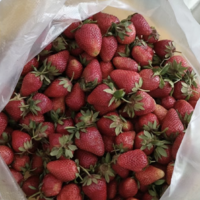 如何在阳台种植小孩喜欢吃的草莓。