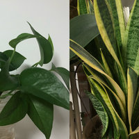 家里离不开绿色植物，推荐两款好养的植物！