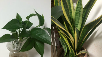 家里离不开绿色植物，推荐两款好养的植物！
