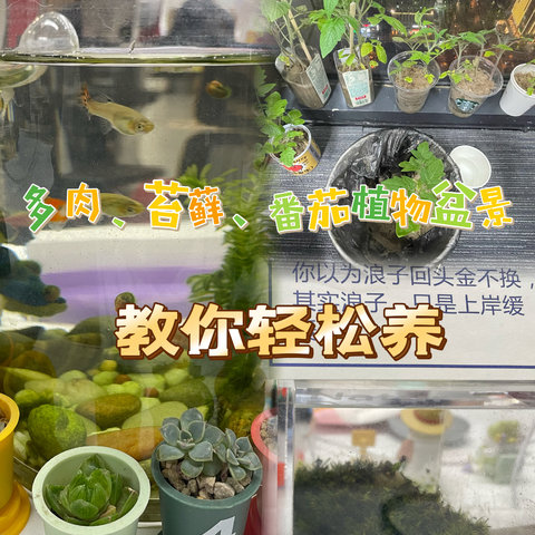 超美打扮：植物盆景组合，教你怎么好养！