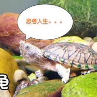 龟类品种介绍 篇二：刀背萌龟——剃刀麝香龟