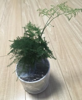 好养的绿植文竹