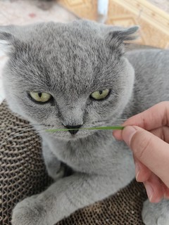 养猫家庭不能错过的植物 小麦猫草