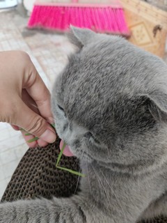 养猫家庭不能错过的植物 小麦猫草