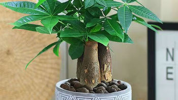 买植物 篇一：室内盆栽，发财树-这种植物很好养