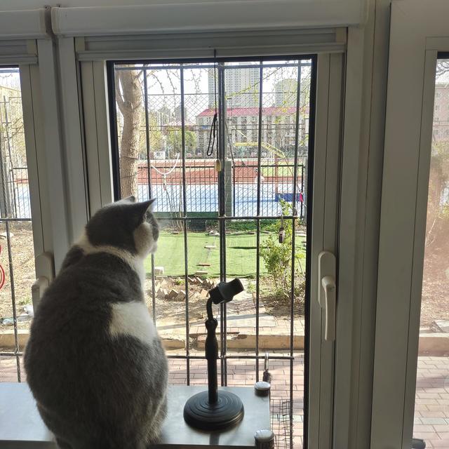 养宠家庭必备好物之养猫的日常