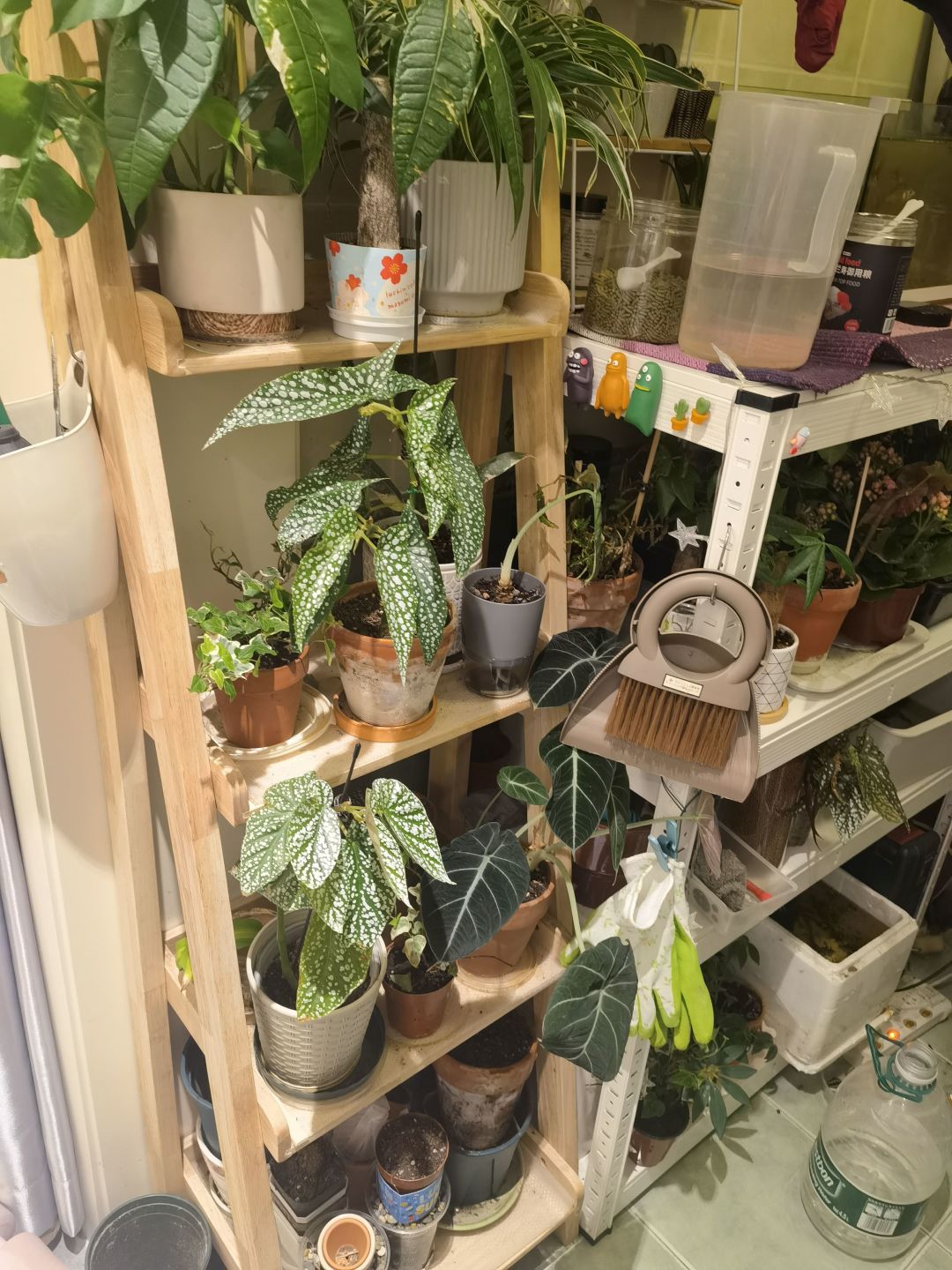 好用的植物置物架