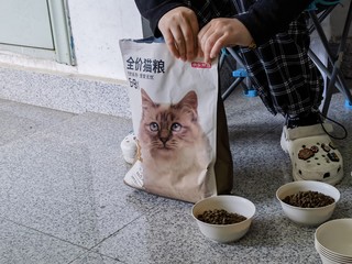 离职后，我给小区里的流浪猫喂起了京造的粮