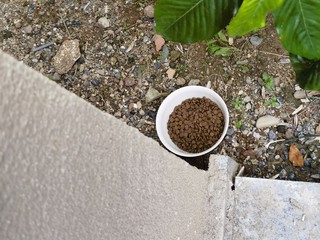 离职后，我给小区里的流浪猫喂起了京造的粮