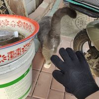 养猫家庭必备好物之撸猫手套