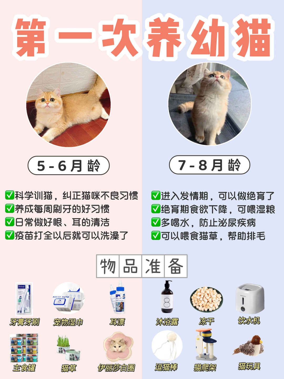 第一次养幼猫!科学喂养指南1省钱平替好物_什么值得买