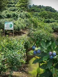 金华周边亲子游|0.5h到达的蓝莓采摘园🌈