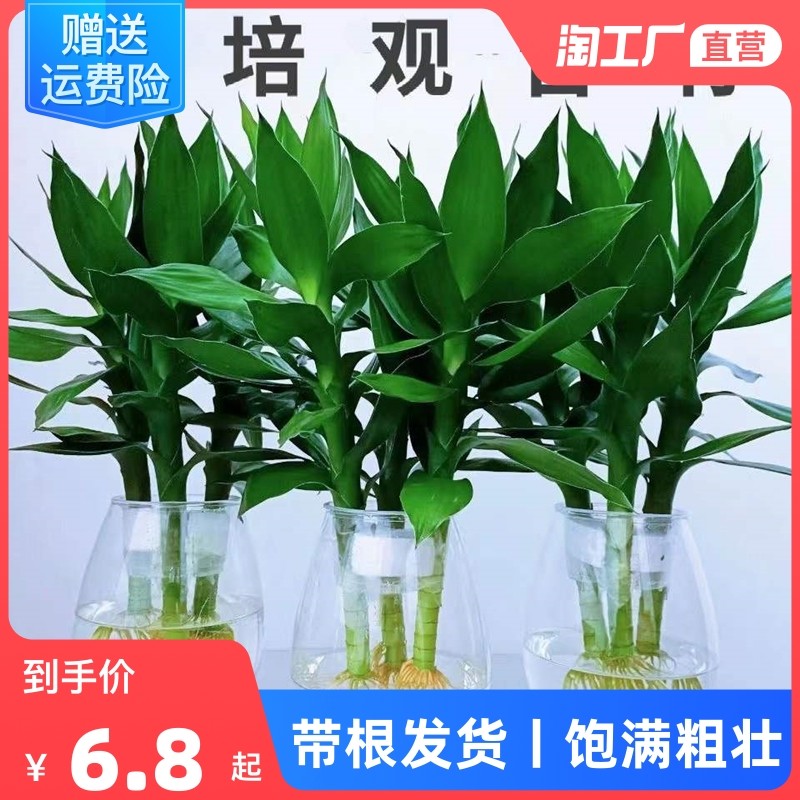 这种植物很好养之家庭/办公室都不可缺少的富贵竹，需要水培养护就可以！
