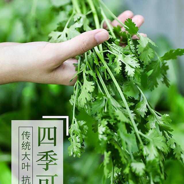 在家也能轻松种出新鲜香菜，寿禾四季香菜种子苗等你来试！