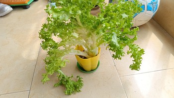 苦菊：这种植物很好养，长得蓬勃又茁壮，摘来炒菜味道好，吃的多了还清肠。