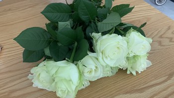 春天，当然要买花了～今天是山姆的白玫瑰，19.9元全款拿下。