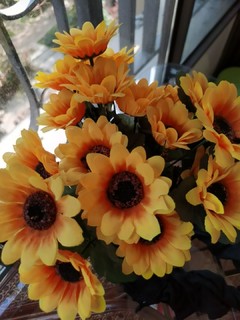 好养的太阳花。