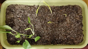 生活好物 篇九：分享植物养护购买的爱丽丝种菜盆和营养土