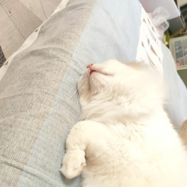 家里养猫怎么能少得了这些小物件