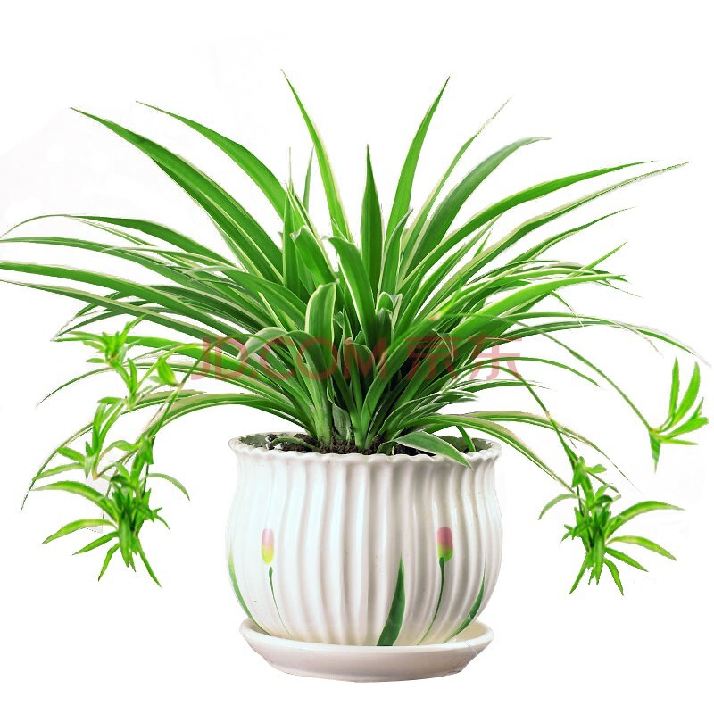 最好养护的植物分享，颜值高养护简单方便，价格还便宜实惠！