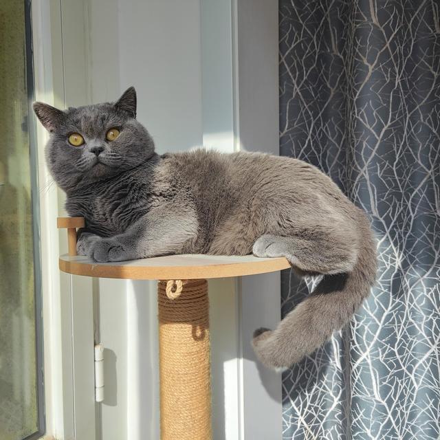 再养一只猫，我还会买的好物分享！