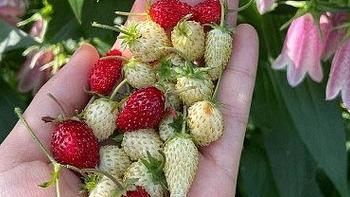 蓝妖：高山草莓盆栽养殖方法，做好这5点，好吃的草莓多多