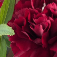 俺有花一束-出自花艺师之手的 丰盛大束田园花蓝-红色康乃馨