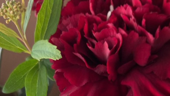 俺有花一束-出自花艺师之手的 丰盛大束田园花蓝-红色康乃馨