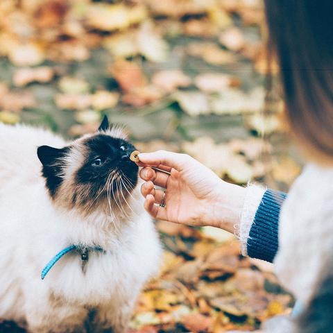 选对猫粮，让您的猫咪更健康！