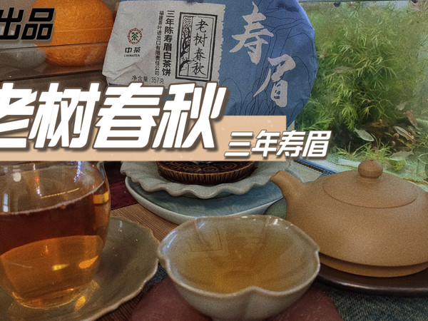 个人非专业品茶，中茶老树春秋寿眉