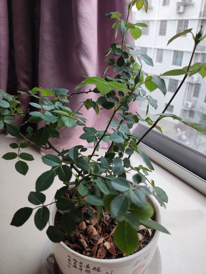 就等你了,变色龙