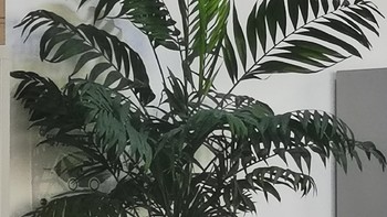 养花弄草最大的成就感，就是看着小小的苗变参天-来欣赏一组袖珍椰子的蜕变吧