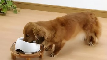 狗狗吃人类饭菜有什么危害？看完你还敢让狗狗吃吗？（一）