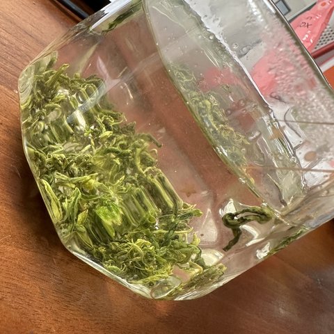 春暖花开，泡一杯碧螺春，回忆一段旧时光。