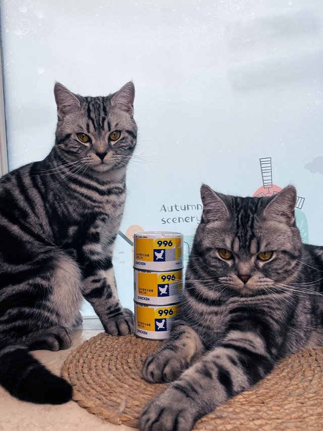 喂996曼赤肯，卷996职场人