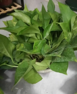 新手入门植物—绿萝