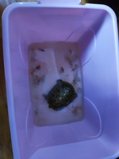 这只巴西龟五年了，很爱吃这款龟粮。