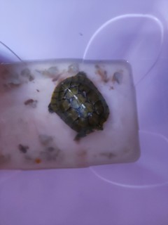 这只巴西龟五年了，很爱吃这款龟粮。