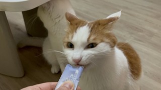 猫猫排队吃猫条