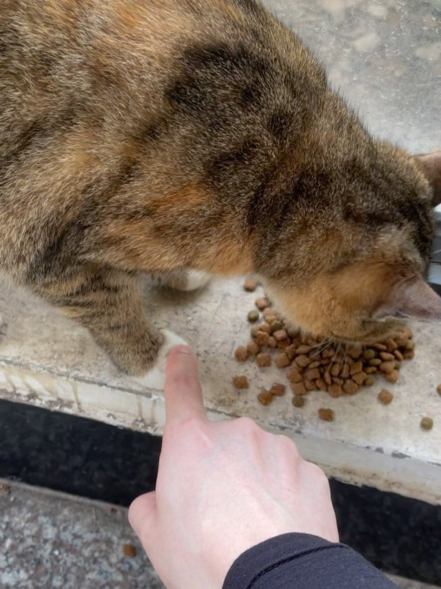 它，穿着“白靴子”来吃饭啦！