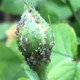 蓝妖：月季蚜虫杀不完怎么办？多雨的4月，如何防治黑斑病？