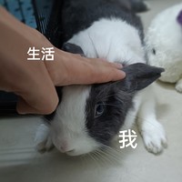 兔年养兔叽 篇二：养宠好物—兔笼子选购指南
