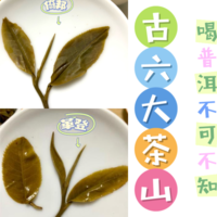 从曾经的皇家贡茶，经历过没落，如今依然江湖地位显著的“古六大茶山”。