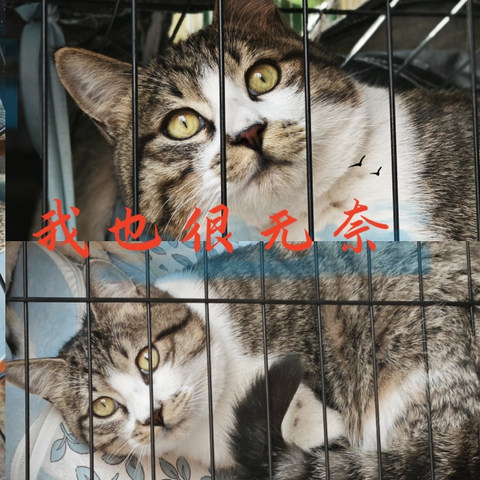 我给别人家“养”了一只猫 看我给别人家的猫都买了什么