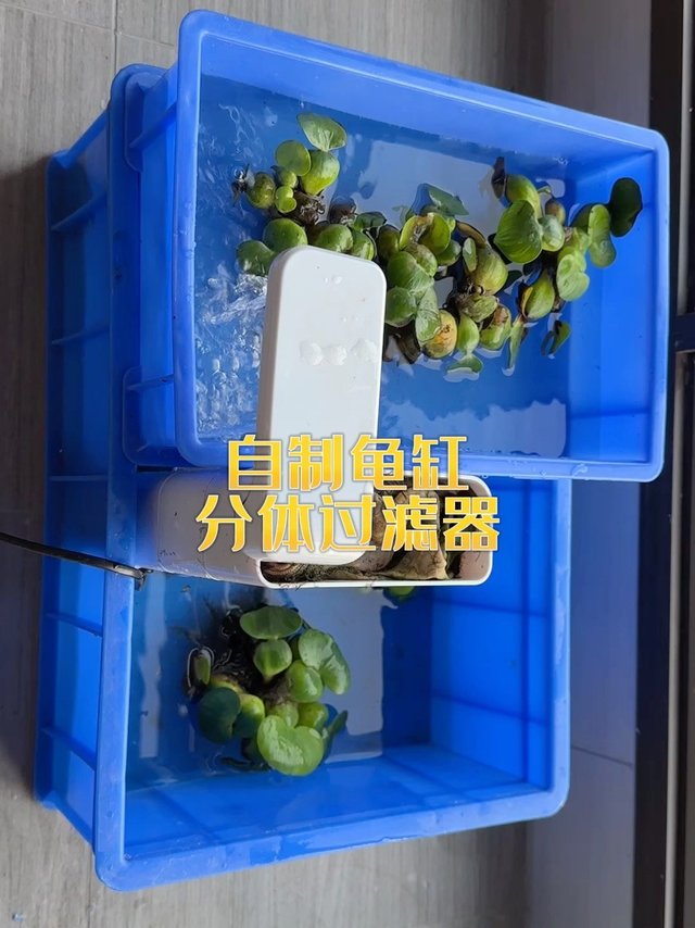 低成本自制龟缸分层过滤器